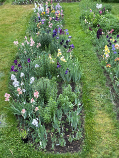 iris beds